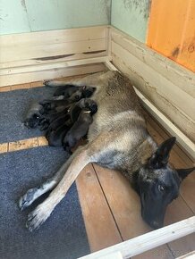 Predám šteniatka Belgického Ovčiaka Malinois