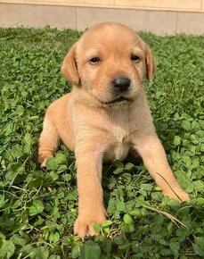 Šteniatka Labrador s Maďarskou vyžlou