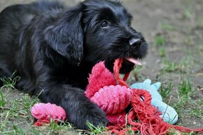 Šteniatka -  Briard čierny s PP - 1