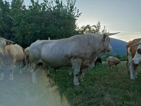 Charolais