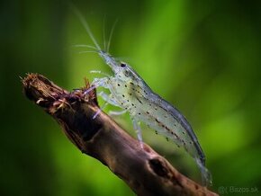 Krevetky Caridina Japonica 7ks