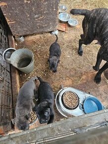 Cane Corso