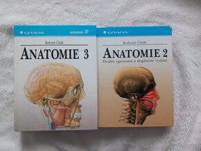 Anatomia