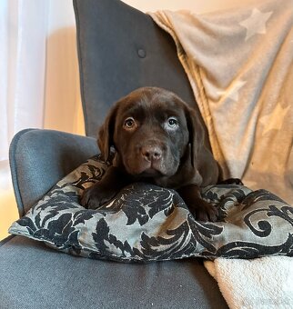 Šteniatka labrador na odber - 1