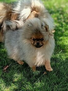 Pomeranian