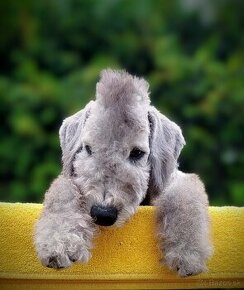 Bedlington teriér