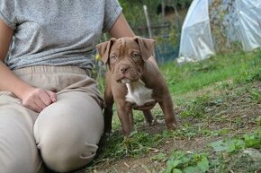 american bully