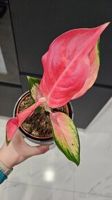 Aglaonema pink star - nadherna unikatna izbova rastlina