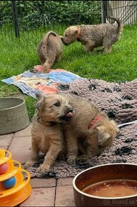 Štěně - Irish Soft Coated Wheaten Terrier