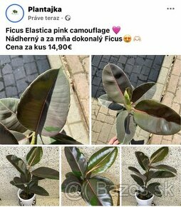 Ficus Elastica pink camouflage - 1