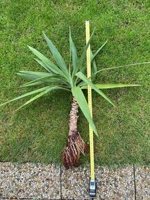 Yucca palmova predaj