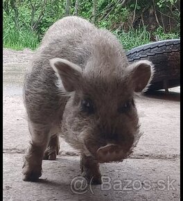 OŠÍPANÉ EXLUZIVNÝ PREDAJ