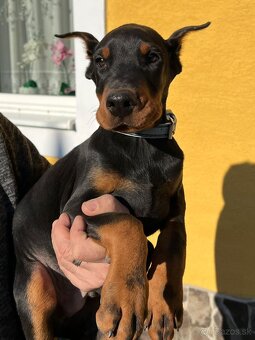 DOBERMAN ŠTENIATKA S FCI P.P