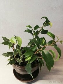 Ficus benjamina