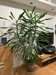 Dracena vonava s kvetinacom 2m