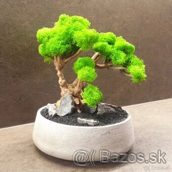 Machový bonsai