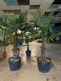 Mrazuvzdorná Palma Trachycarpus Fortunei - 1