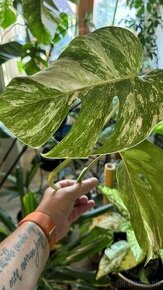 Monstera deliciosa ‘Albo-Variegata’