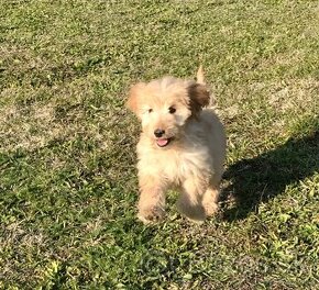 Goldendoodle