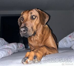 Rhodesian ridgeback na krytie