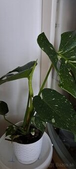 Monstera thai