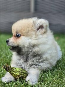 Pomeranian