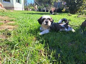 Shih tzu / shi-tzu / shih-tzu s PP