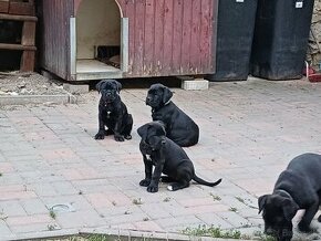 Cane Corso