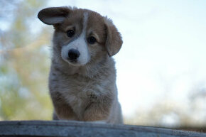 welsh corgi