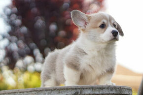 welsh corgi