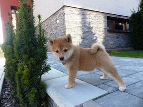 Shiba inu