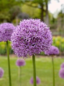 Super cena 100 cibúľ okrasných cesnakov Allium Gladiator