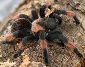 Brachypelma Emília 0.1