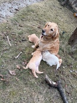 Zlatý Retriever