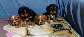 cavalier king charles spaniel