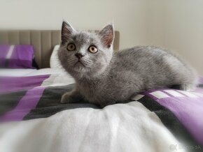 Britská modrá mačka - mačiatka k odberu