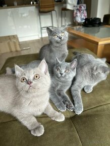 Britská modrá mačka - mačiatka k odberu