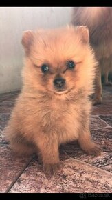 Šteniatká pomeranian