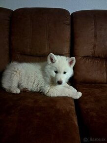 Akita inu+Husky