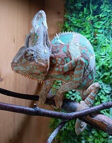 Chameleón Jemenský