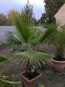 Washingtonia filifera