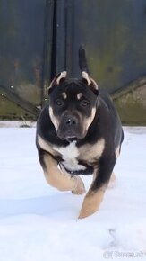 American bully XL/XXL s PP