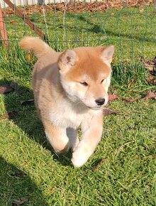 Shiba inu psýk s PP