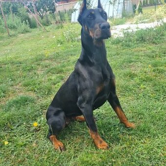 Doberman