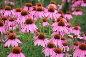 Echinacea ružová - SEMENÁ - 1