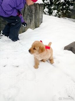 Šteniatka labradorského retrievera na predaj - 1