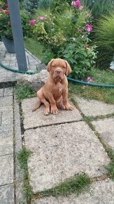 Bordeauxská doga, Dogue De Bordeaux