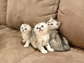 Škótska klapouchá mačka, scottish fold/straight s PP - 1