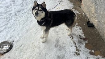 Sibírsky husky