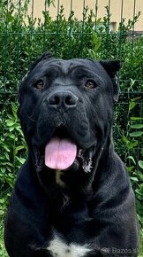 Krytie  presa canario, cane corso